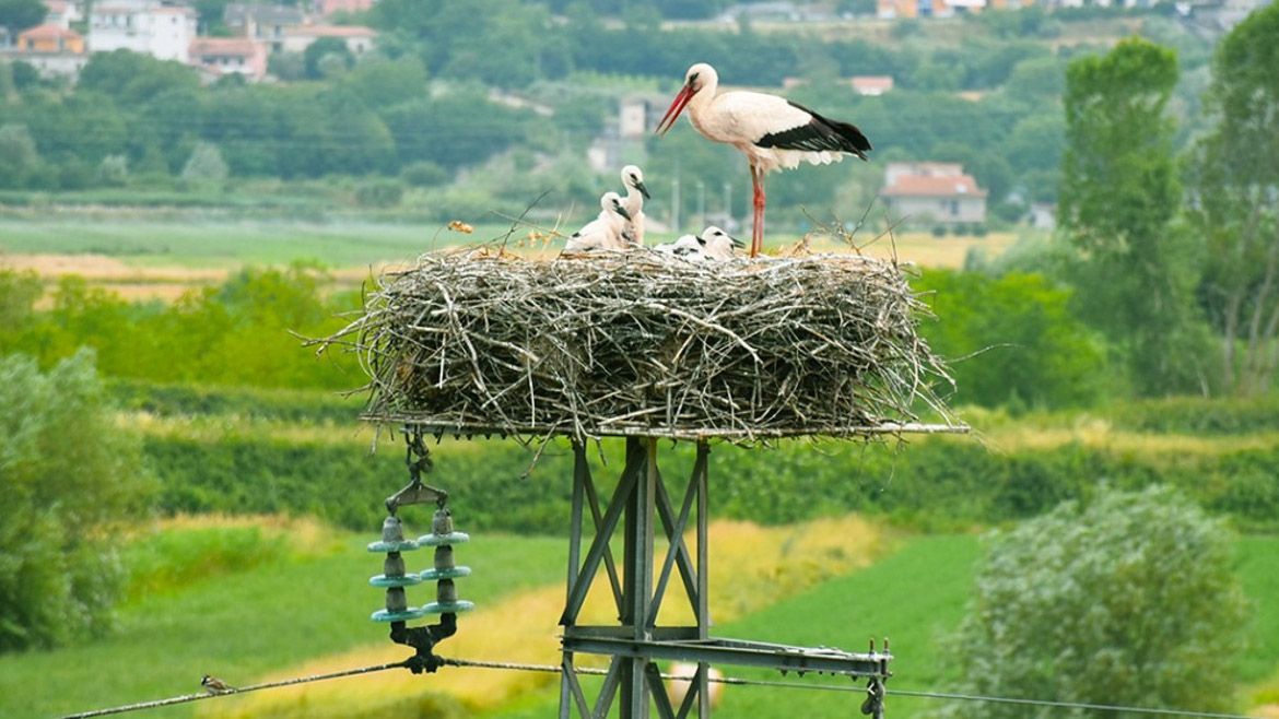 Immagine di un nido di cicogna su un traliccio e-distribuzione