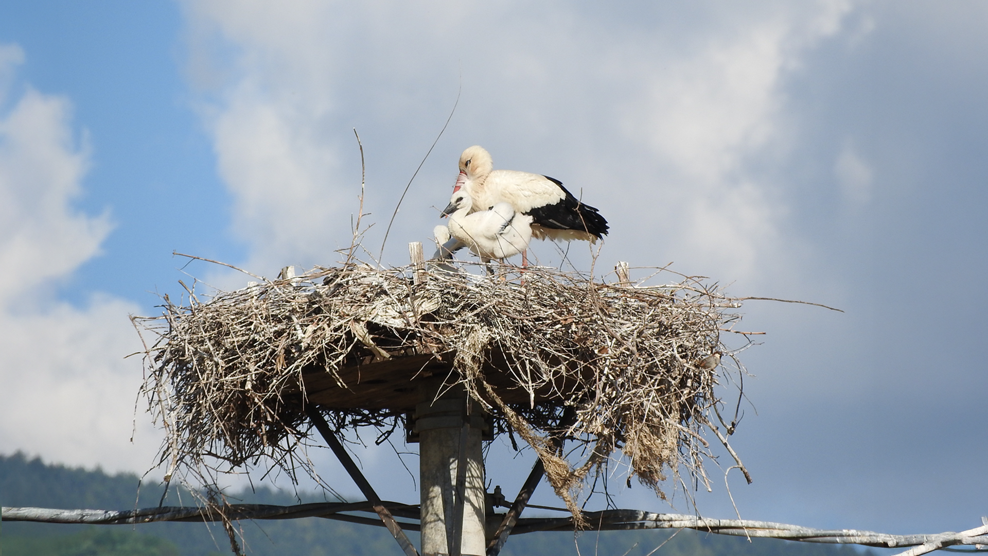 Immagine di un nido di cicogna su un traliccio e-distribuzione