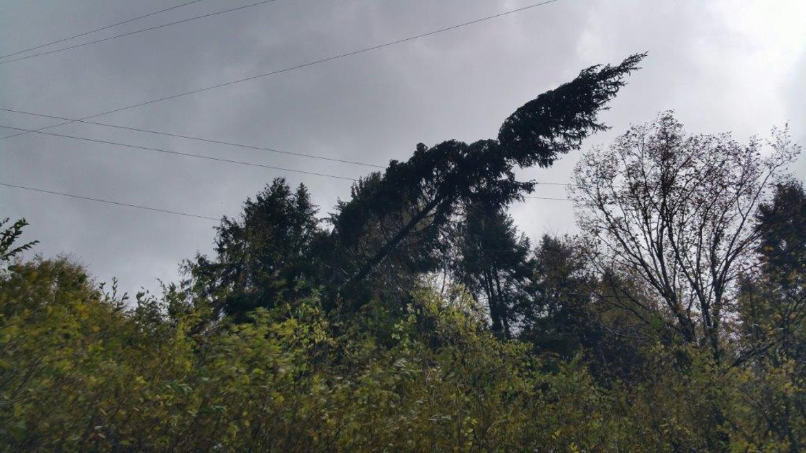 Immagine di un albero spezzato dal maltempo
