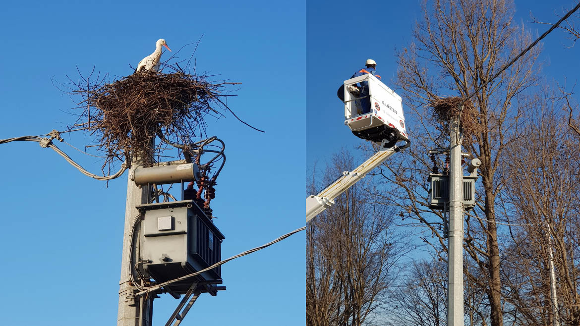 Immagini del nido delle cicogne a Racconigi (CN)