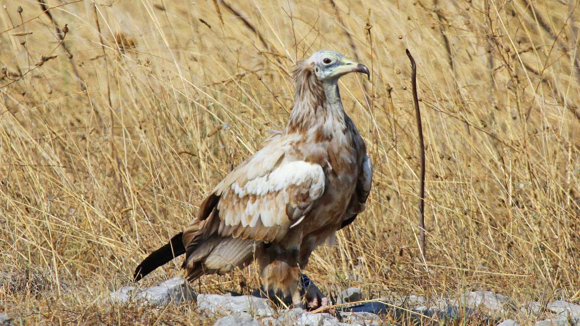 Foto di un Capovaccaio