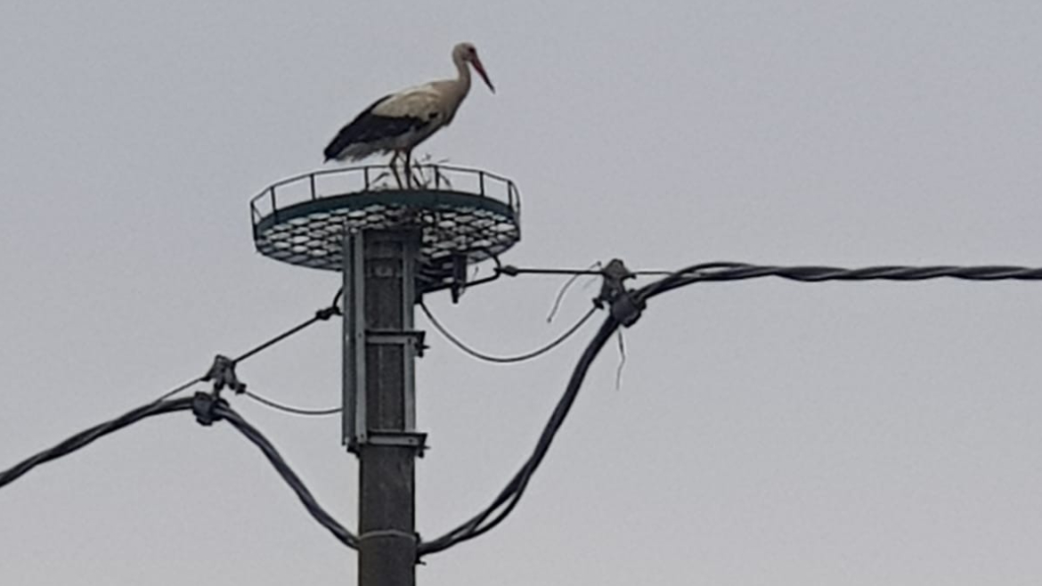 Cicogna su un palo di E-Distribuzione con i cavi di media tensione sotto il nido