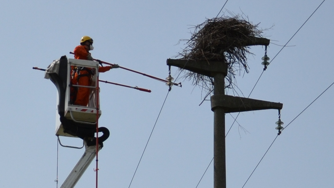 L'intervento sul nido delle cicogne a Momo 