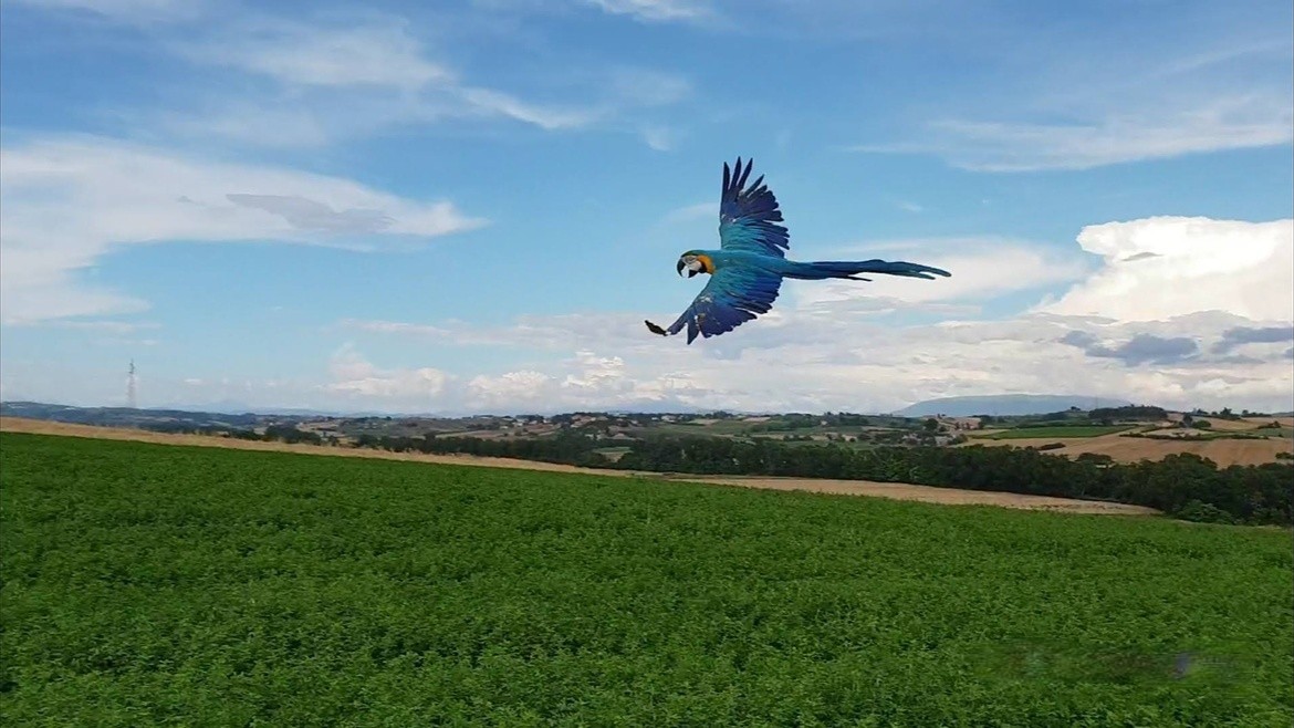 pappagallo in volo 