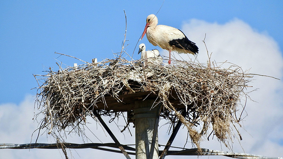 Immagine di una cicogna e dei suoi piccoli nel nido