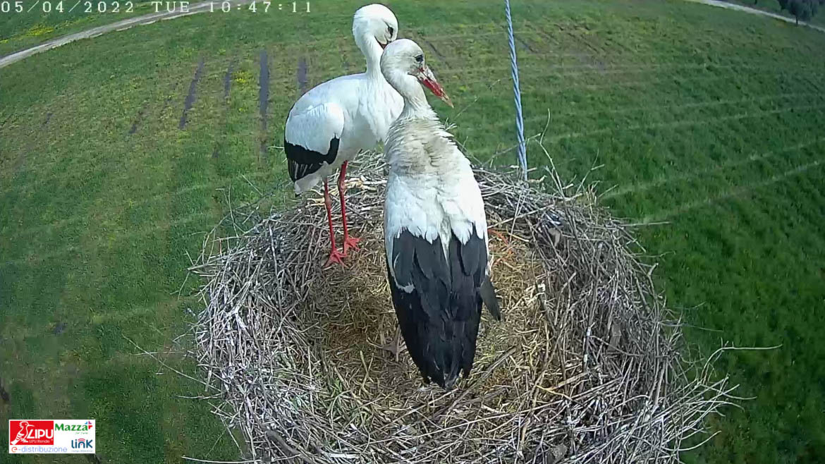 foto di due cicogne nel nido in cima al traliccio di e-distribuzione