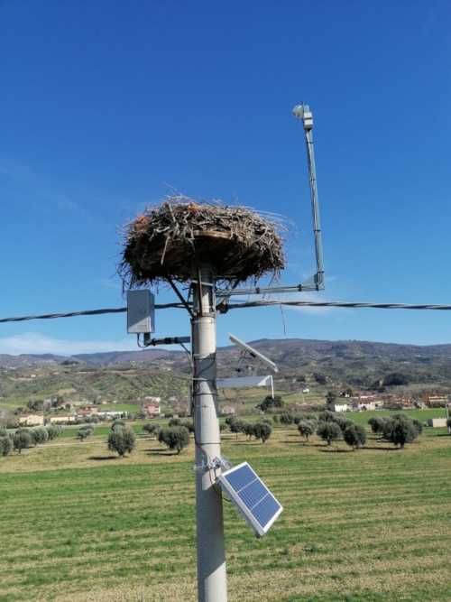 foto della cima del traliccio con il nido e la webcam