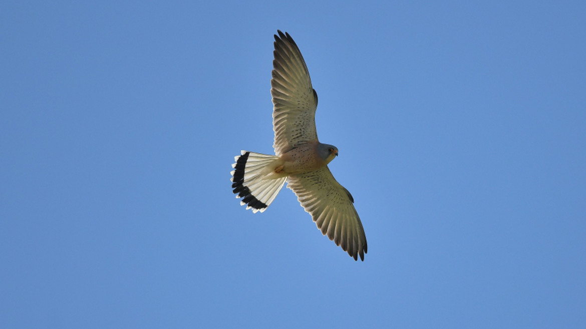 Immagini del Falco Grillaio in volo